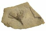 Bargain, Fossil Crinoid (Macrocrinus) - Indiana #326069-1